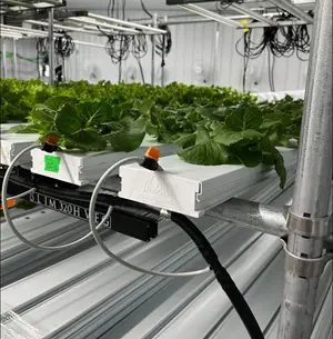 Wild Wind Produce