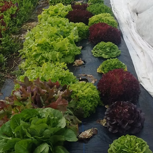 Naturally Nice Orchard & Market