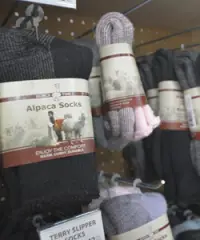 Alpaca Time