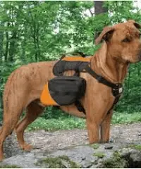 Backwoods Dog