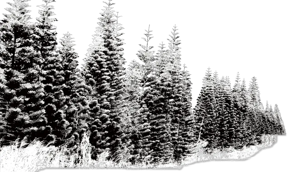 Snow in Canada
