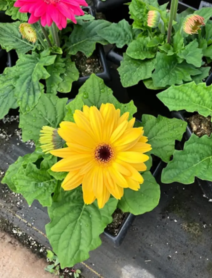 Avon Valley Floral