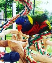 Billy Bird Toys