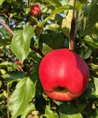 Carluke Orchards