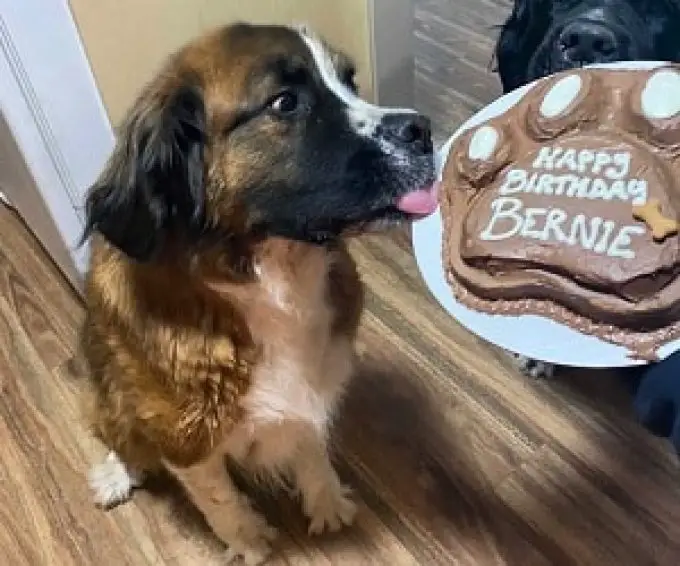 Cheddar Dogs