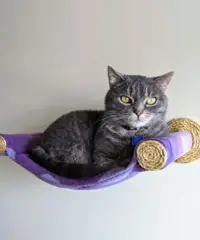 PurrfectCatBird
