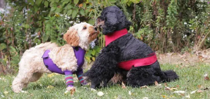 T O Dogswear