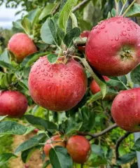 Van Meekeren Farms