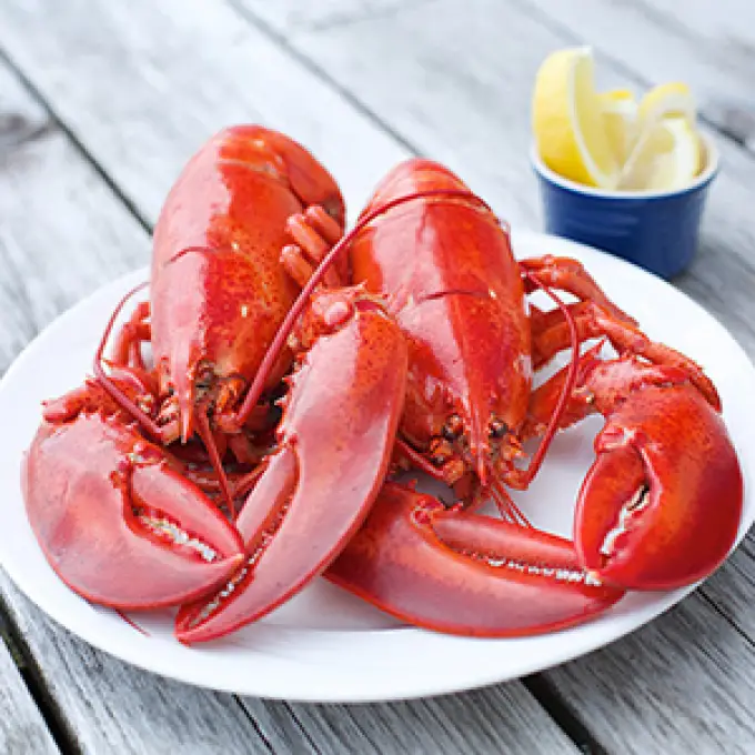 Wholesale Lobsters Nova Scotia
