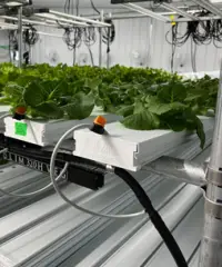 Wild Wind Produce