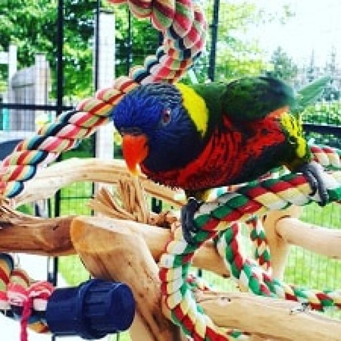 Billy Bird Toys