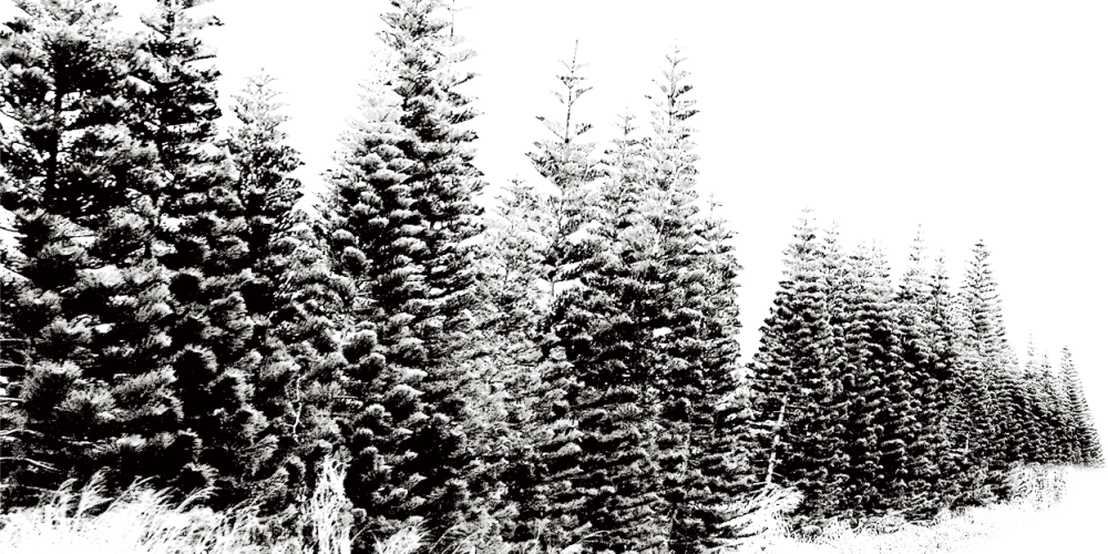 Snow In Canada
