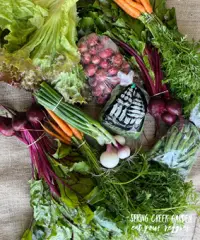 Spring Creek Garden