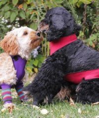 T O Dogswear
