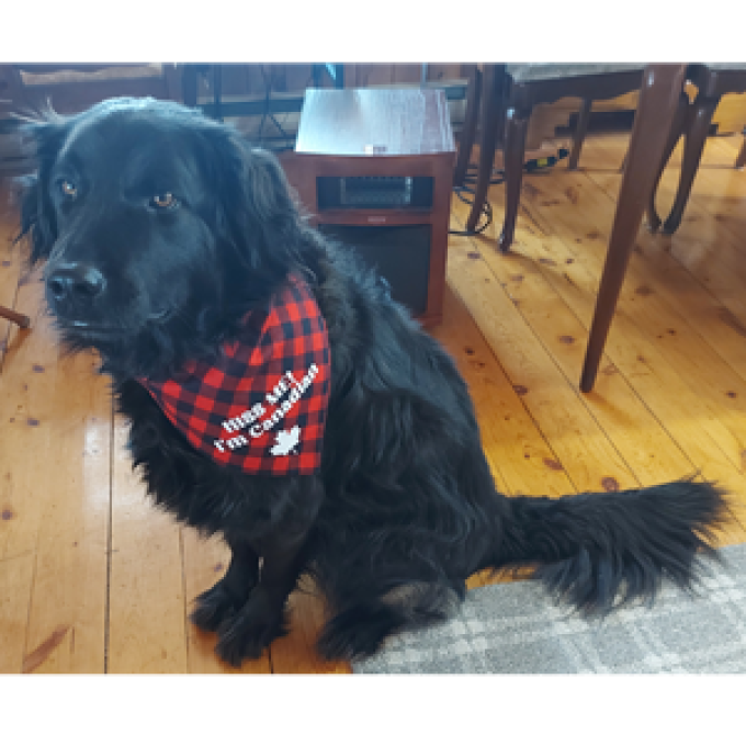 Callies Place Pet Boutique