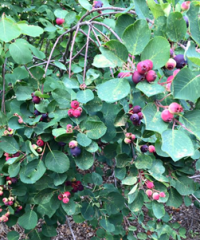 Crystal Beach Orchards