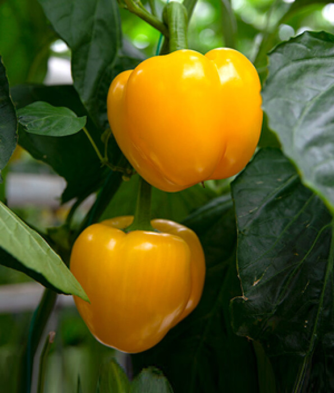 Great Lakes Greenhouses Inc