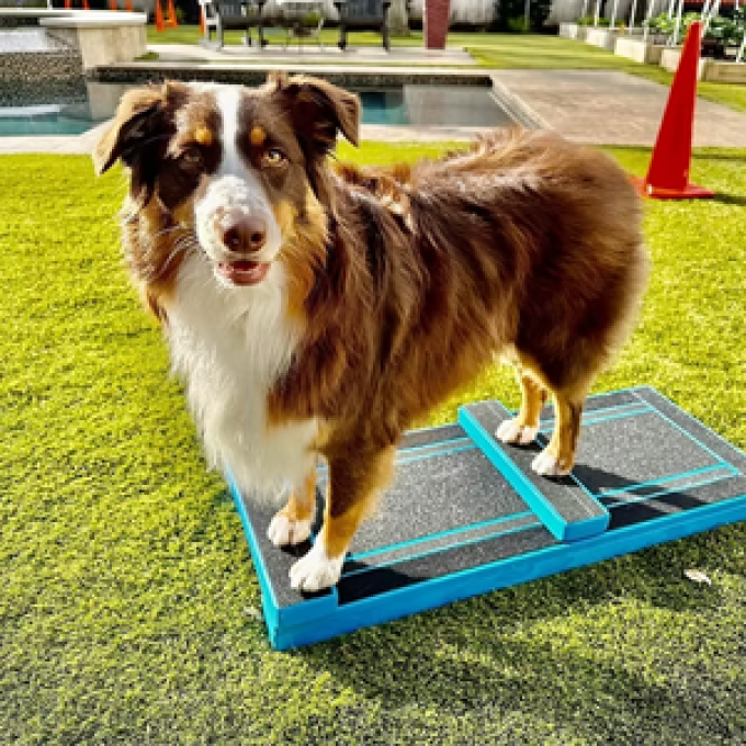K9 Fitness Equipment