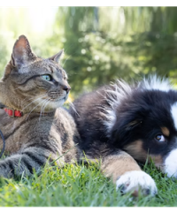 ProConcepts Animal Health