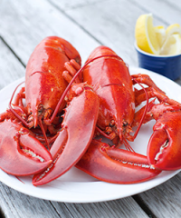 Wholesale Lobsters Nova Scotia