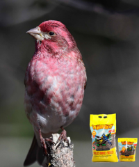 Chin Ridge Seeds Ltd