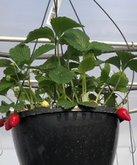 ​Bison Grow Greenhouse