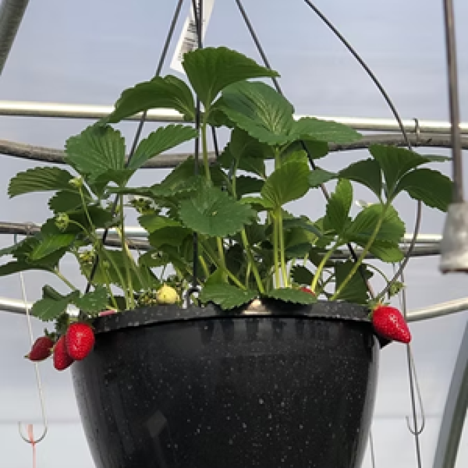 ​Bison Grow Greenhouse