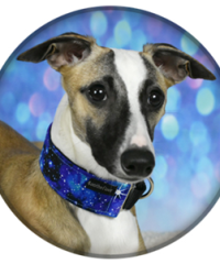 4 on the Floor Dogwear