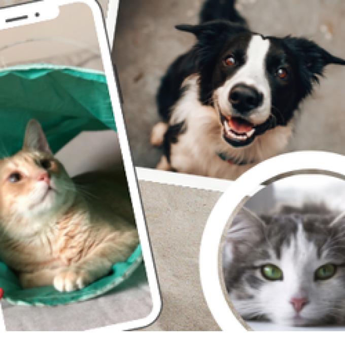 Wiggles and Whiskers