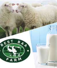 Best Baa Dairy Limited