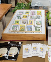 Blazing Star Wildflower Seed Company