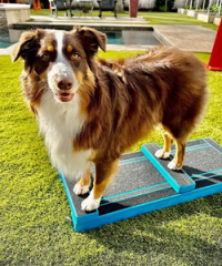 K9 Fitness Equipment