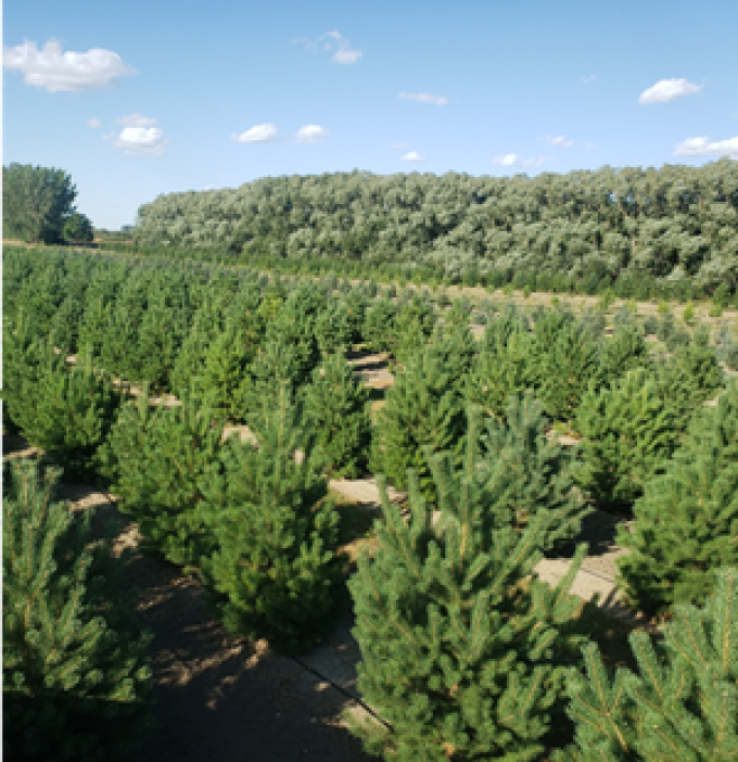 Lakeshore Tree Farms