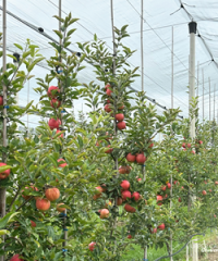 Upper Canada Growers Ltd.