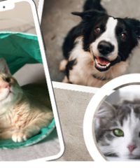 Wiggles and Whiskers