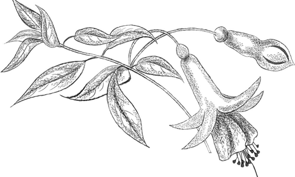 adult colouring books