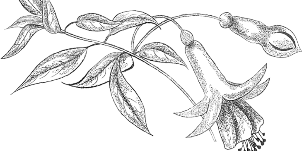 Adult Coloring Books