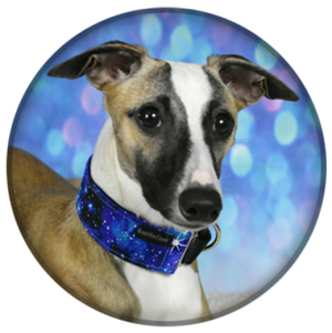 4 on the Floor Dogwear