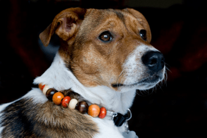 Furrybeads Collars