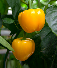 Great Lakes Greenhouses Inc