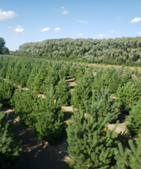 Lakeshore Tree Farms