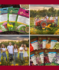 Northern Wildflowers