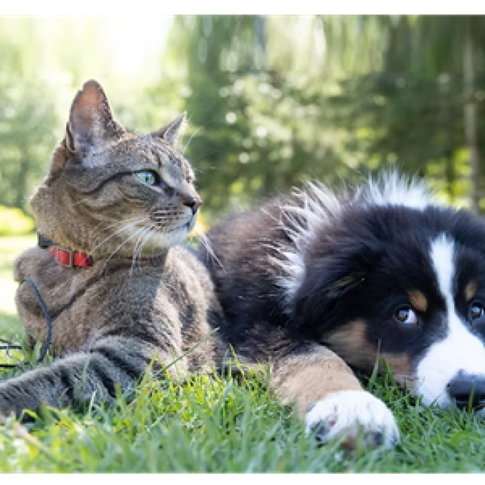 ProConcepts Animal Health