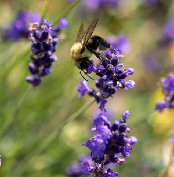 Bluewater Lavender Farm