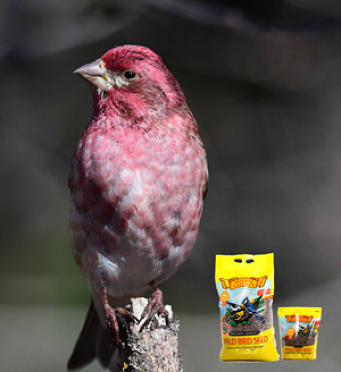 Chin Ridge Seeds Ltd