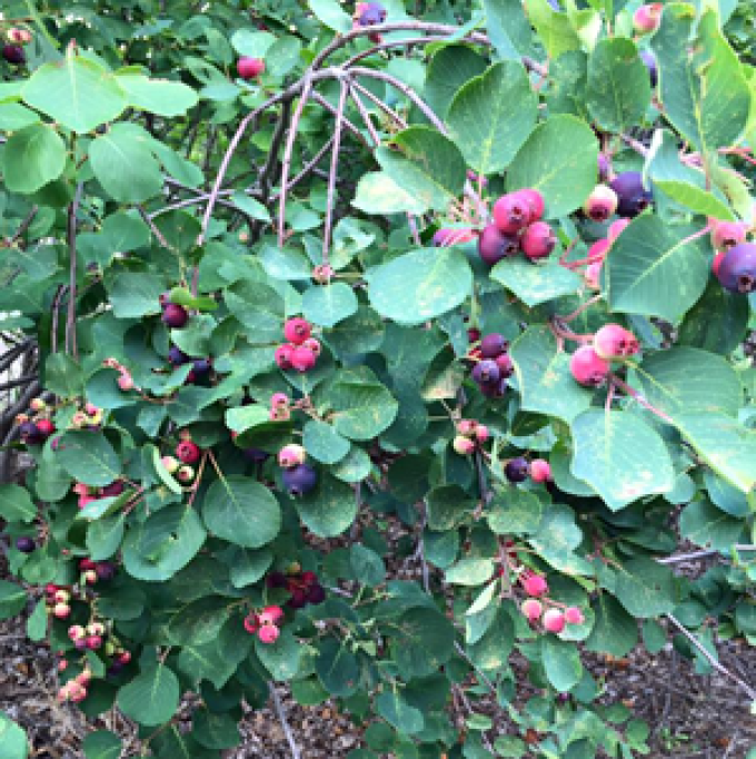 Crystal Beach Orchards