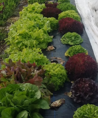 Naturally Nice Orchard & Market