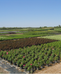 Select Seedling Nursery