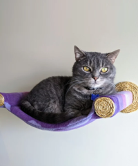 PurrfectCatBird