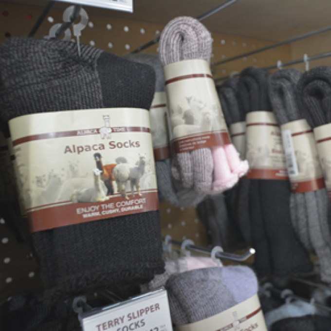 Alpaca Time